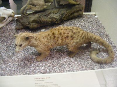 A African Palm Civet