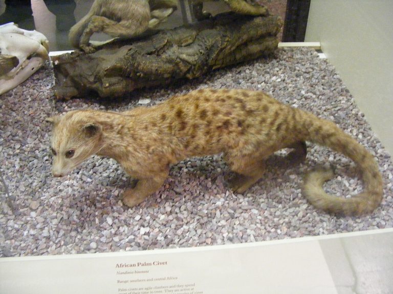 Two-spotted palm civet Nandinia binotata mounted specimen in Manchester Museum