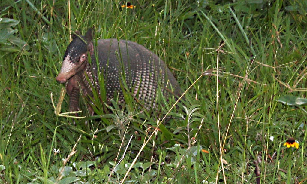 Nine-Banded armadillo photographed at the welder wildlife refuge on a trip for Biology field studies http://www.welderwildlife.org/