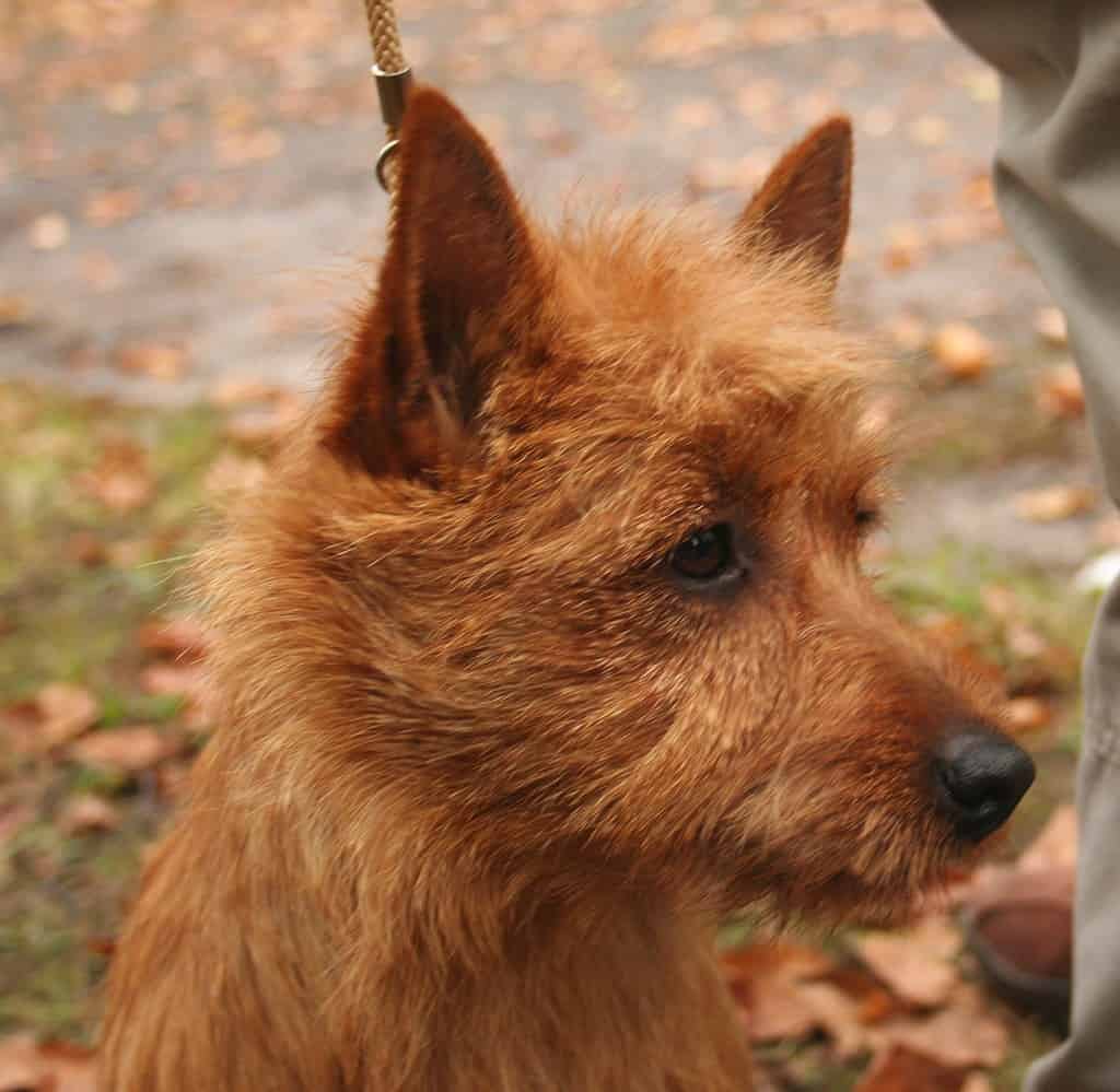 Australian Terrier during show of dogs in Rybnik - Kamień, Poland