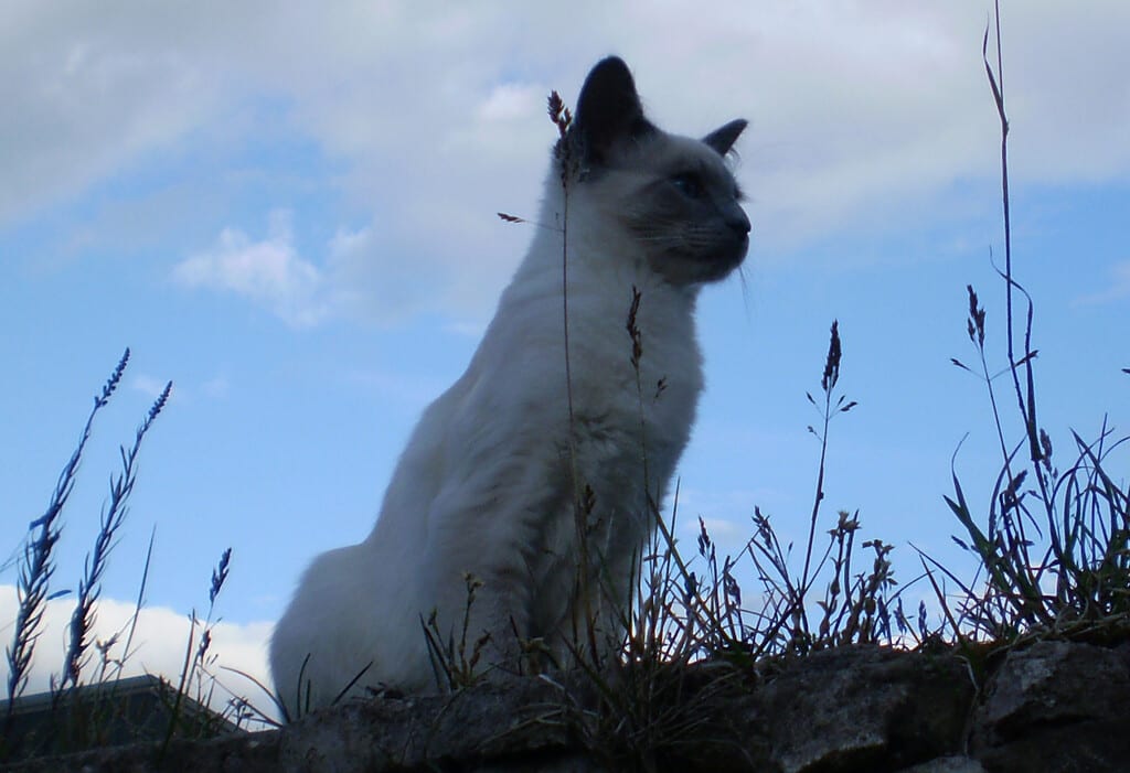 Balinese lilac point cat