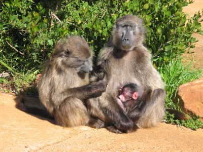 What Do Baboons Eat? 17+ Foods in their Diet - A-Z Animals