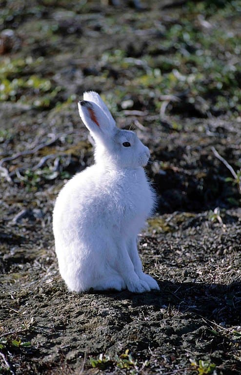 Arctic hare sitting on the ground