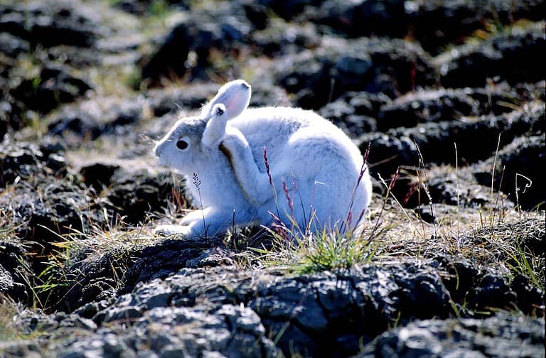 Arctic Hare (Ellesmere Island, Nunavut, Canada)