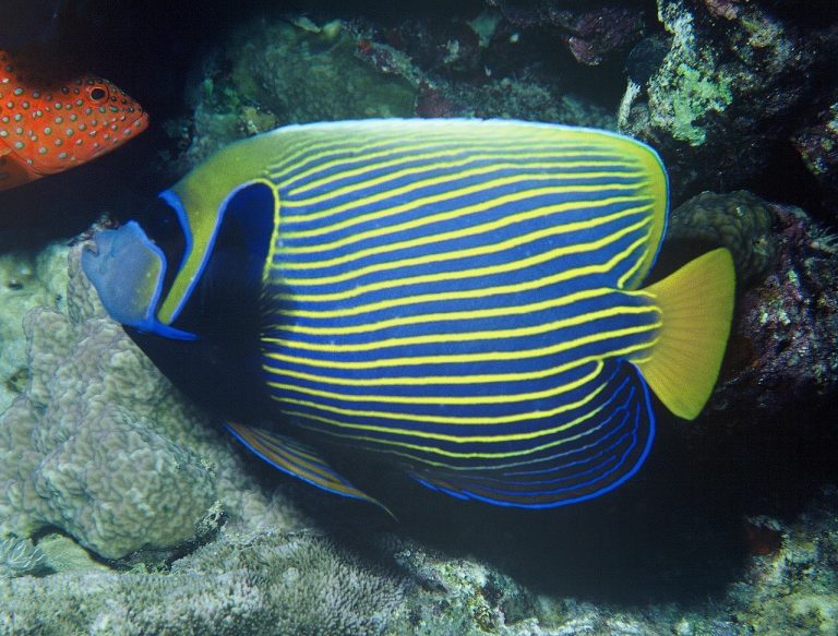 A emperor angelfish Pomacanthus imperator