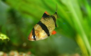 The 8 Best Tank Mates for Tiger Barbs Picture
