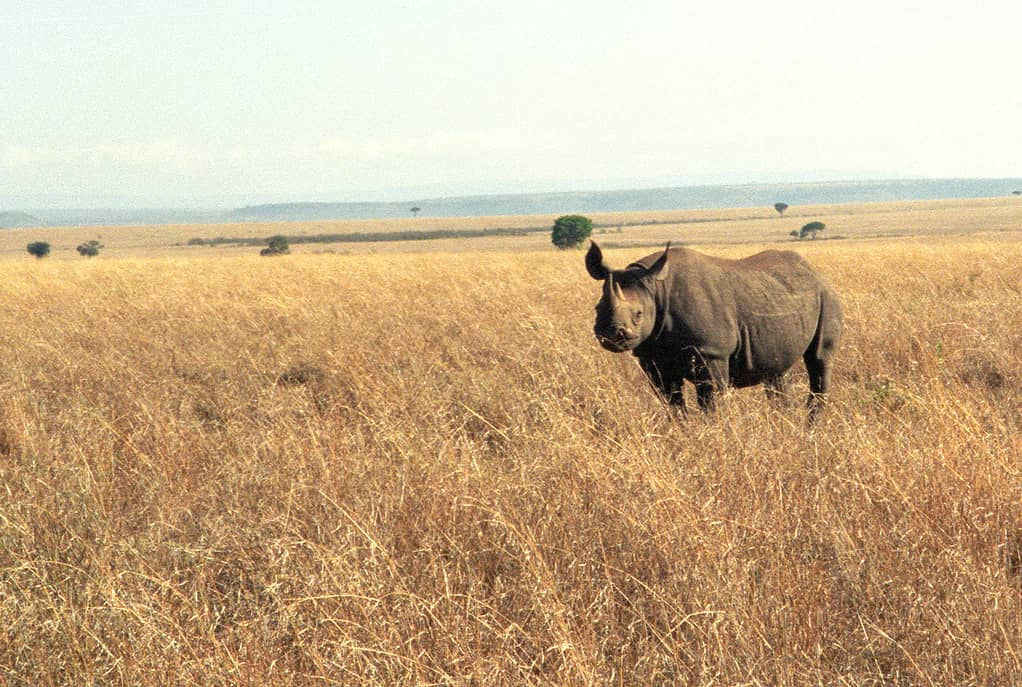 Black Rhinoceros, Masai Mara, Kenya