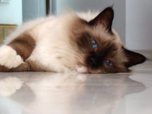 Birman Cat Prices in 2024: Purchase Cost, Vet Bills, & Other Costs Picture