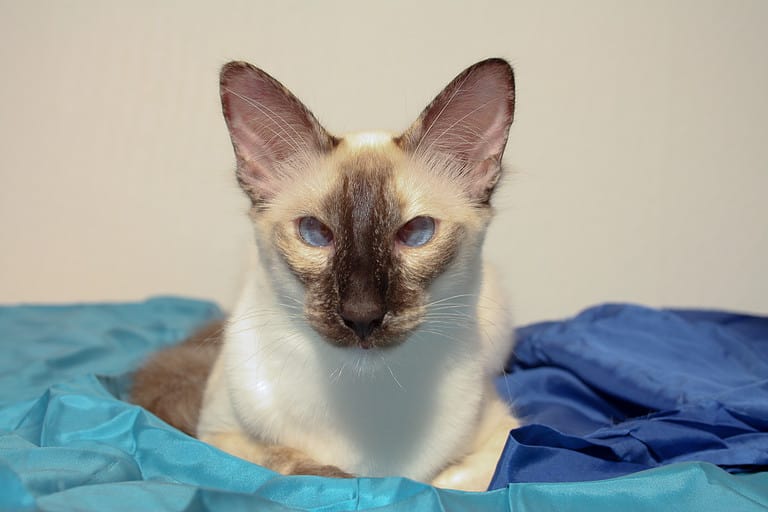 cross-eyed balinese cat