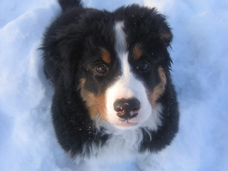 Bernese Mountain Dog in the snow Arlo, a 13-week old Bernese Mountain Dog enjoying the snow.