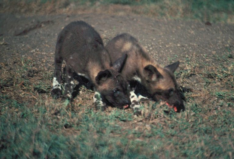 Two African wild dog pups eating in grass