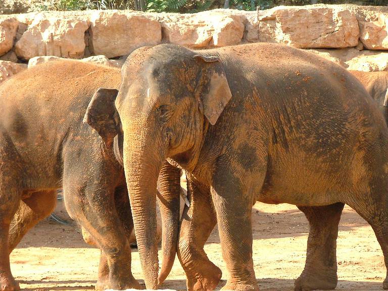 Two Asian Elephants (Elephas maximus) at the Jerusalem Biblical Zoo.