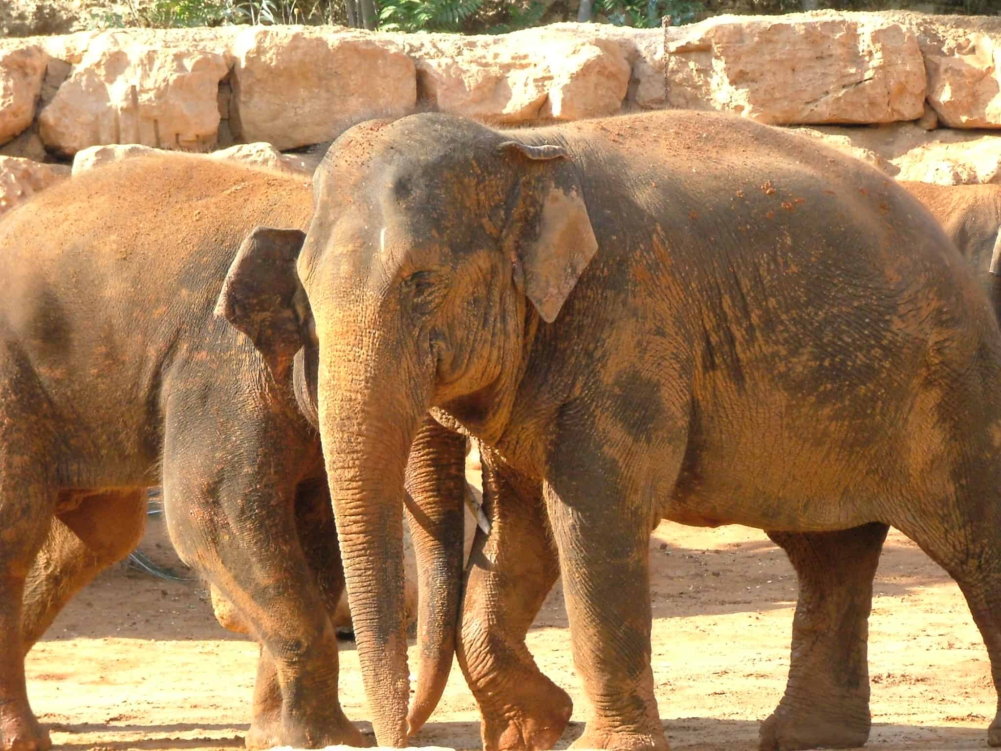 Two Asian Elephants (Elephas maximus) at the Jerusalem Biblical Zoo.