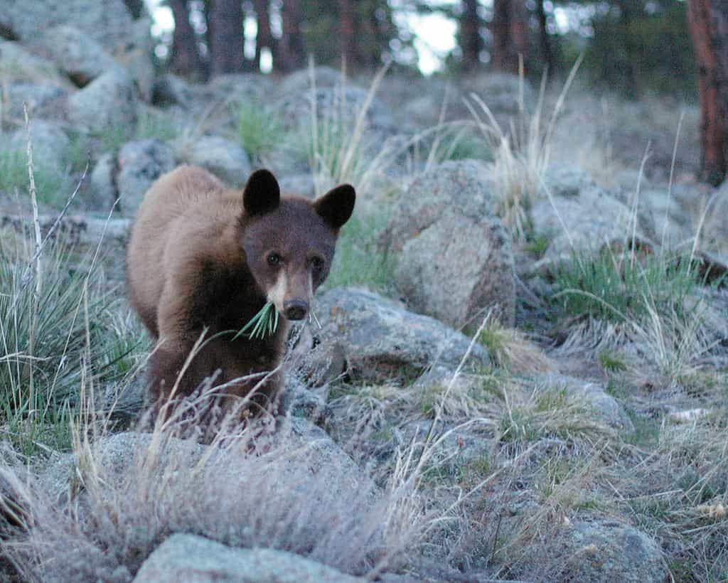 A brown American Black Bear cub seen west of Boulder, Colorado, USA.