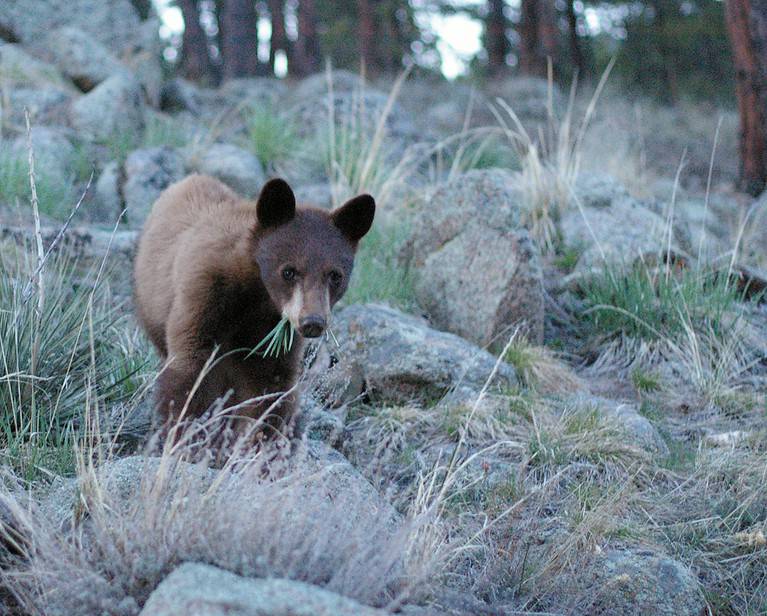 A brown American Black Bear cub seen west of Boulder, Colorado, USA.