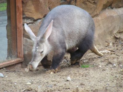 Aardvark - taken at Blackpool Zoo on 13th June 2011