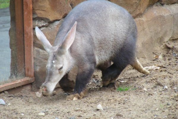 Aardvark (Orycteropus afer) | AZAnimals.com