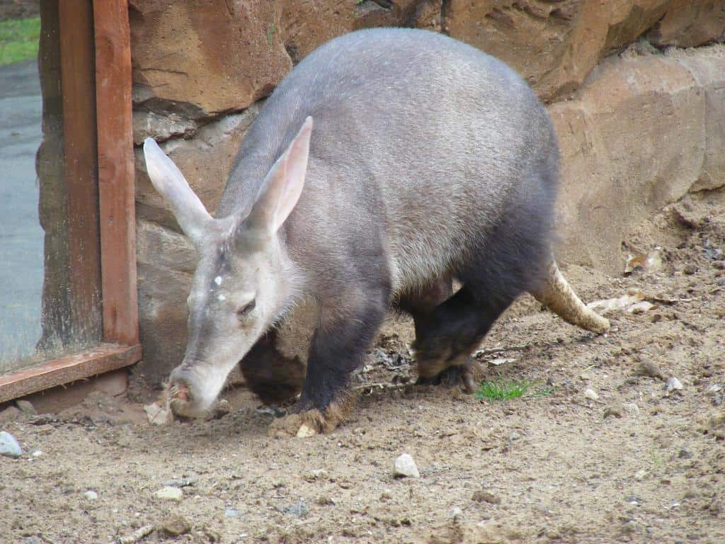 Aardvark Animal #1 - YouTube