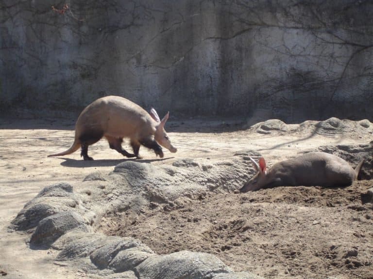 A couple of aardvarks at Detroit Zoo