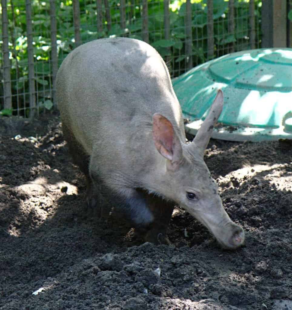 Aardvark Eating Ants