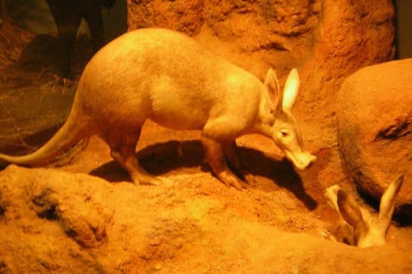 Aardvark (Orycteropus afer) | AZAnimals.com