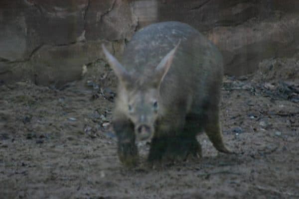 Aardvark (Orycteropus afer) | AZAnimals.com