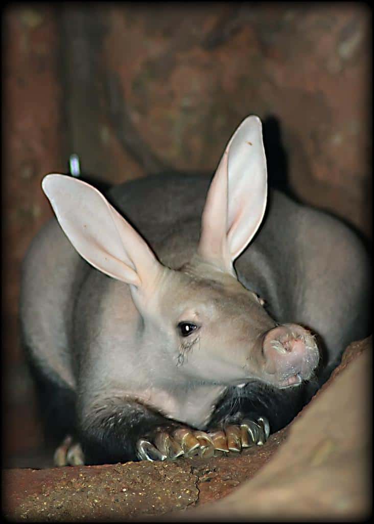 funny animals with big ears