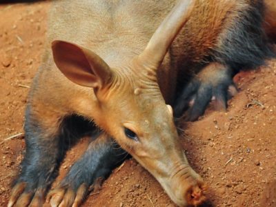 Aardvark Animal Facts | Orycteropus afer | AZ Animals