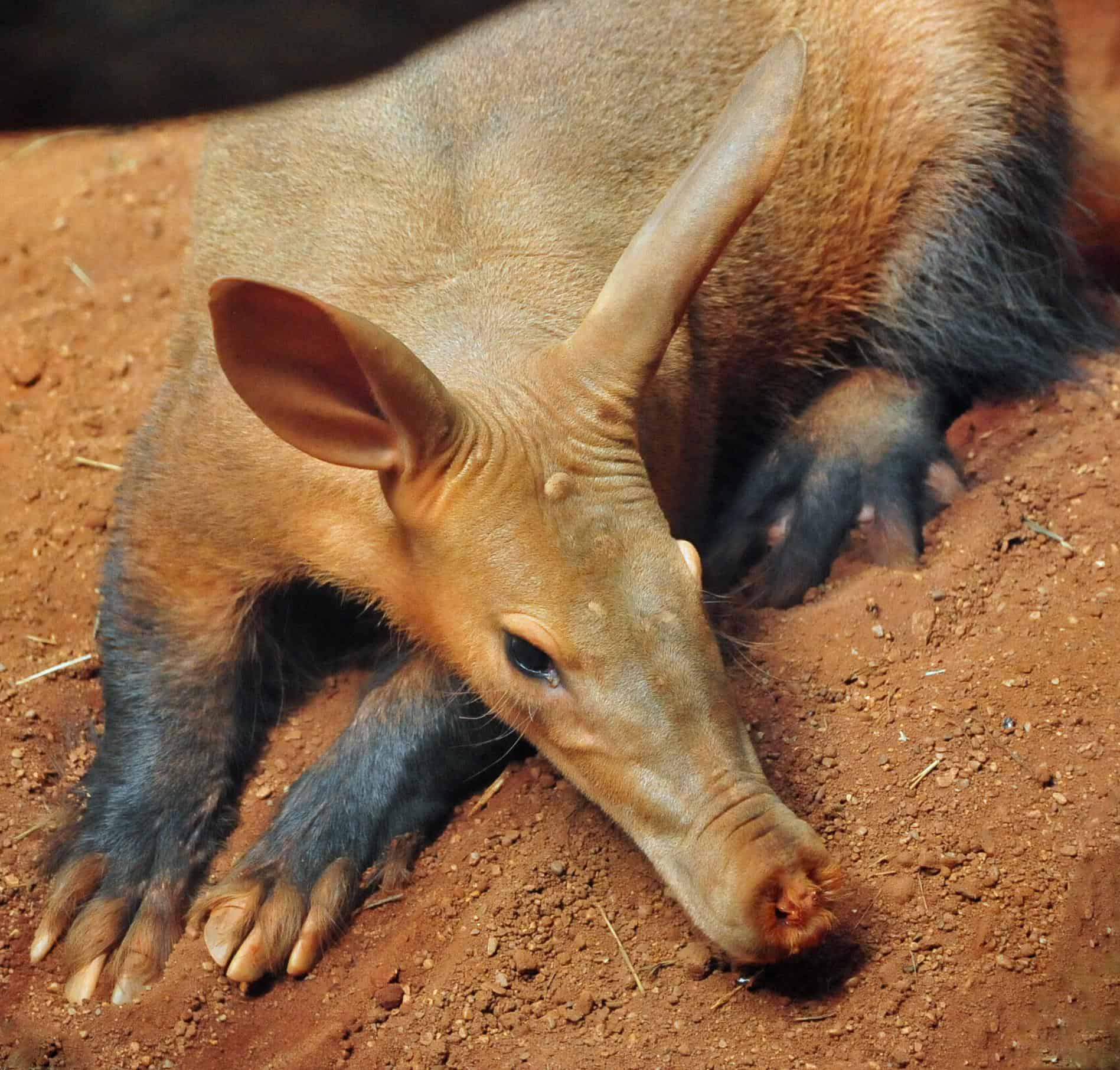 See an Aardvark Try to Outrun a Hyena in This Epic Race for Survival