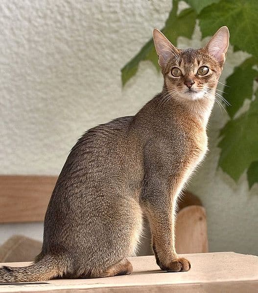 blue abyssinian tabby mix