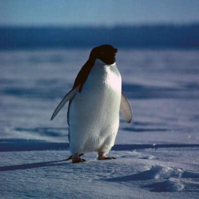 Adélie Penguin - A-Z Animals