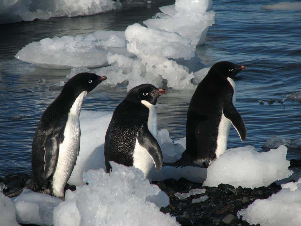 penguin natural predators