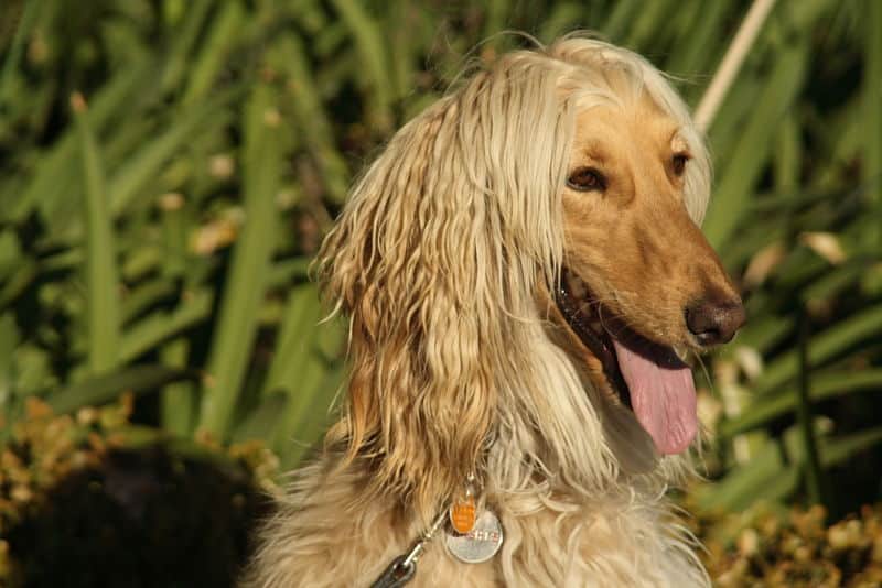 Afghan Hound dogs are known for their lock-like hair.