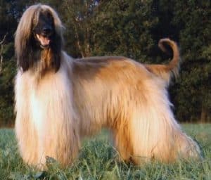 Male vs. Female Afghan Hound Picture
