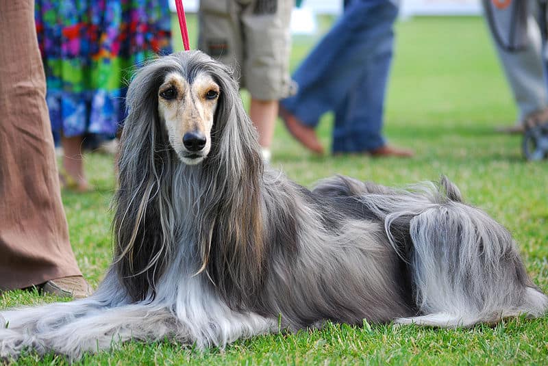 Afghan Hound dogs are popular show dogs.