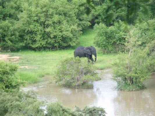 Wildlife in Ghana - Types of Ghanaian Animals - A-Z Animals