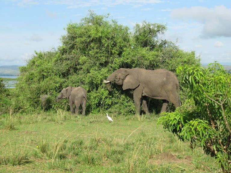 Elephant with injured trunk, victim of poachers, and baby elephant in Murchison Falls National Park
