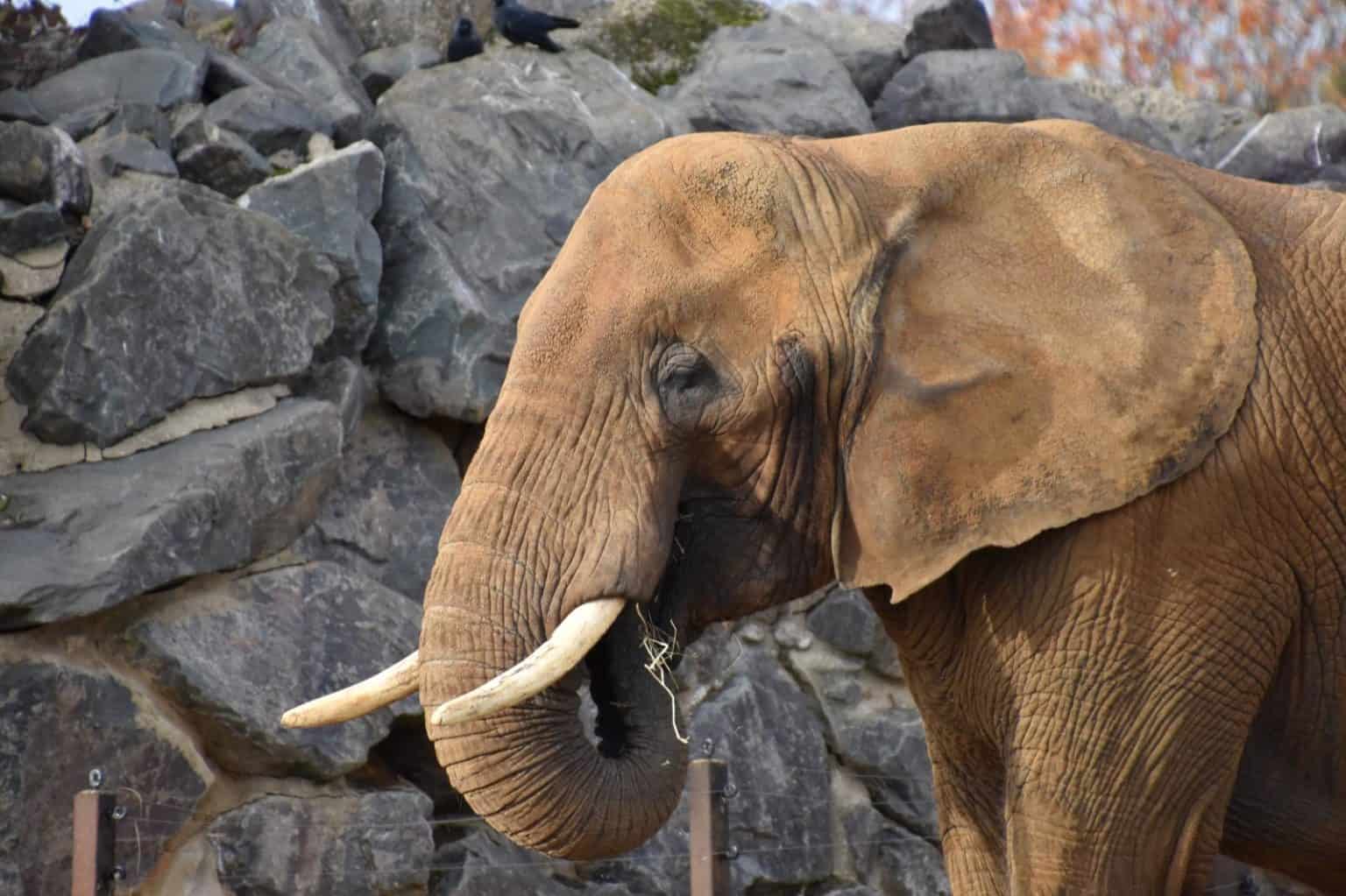 How Many Elephants are Left in the World? AZ Animals