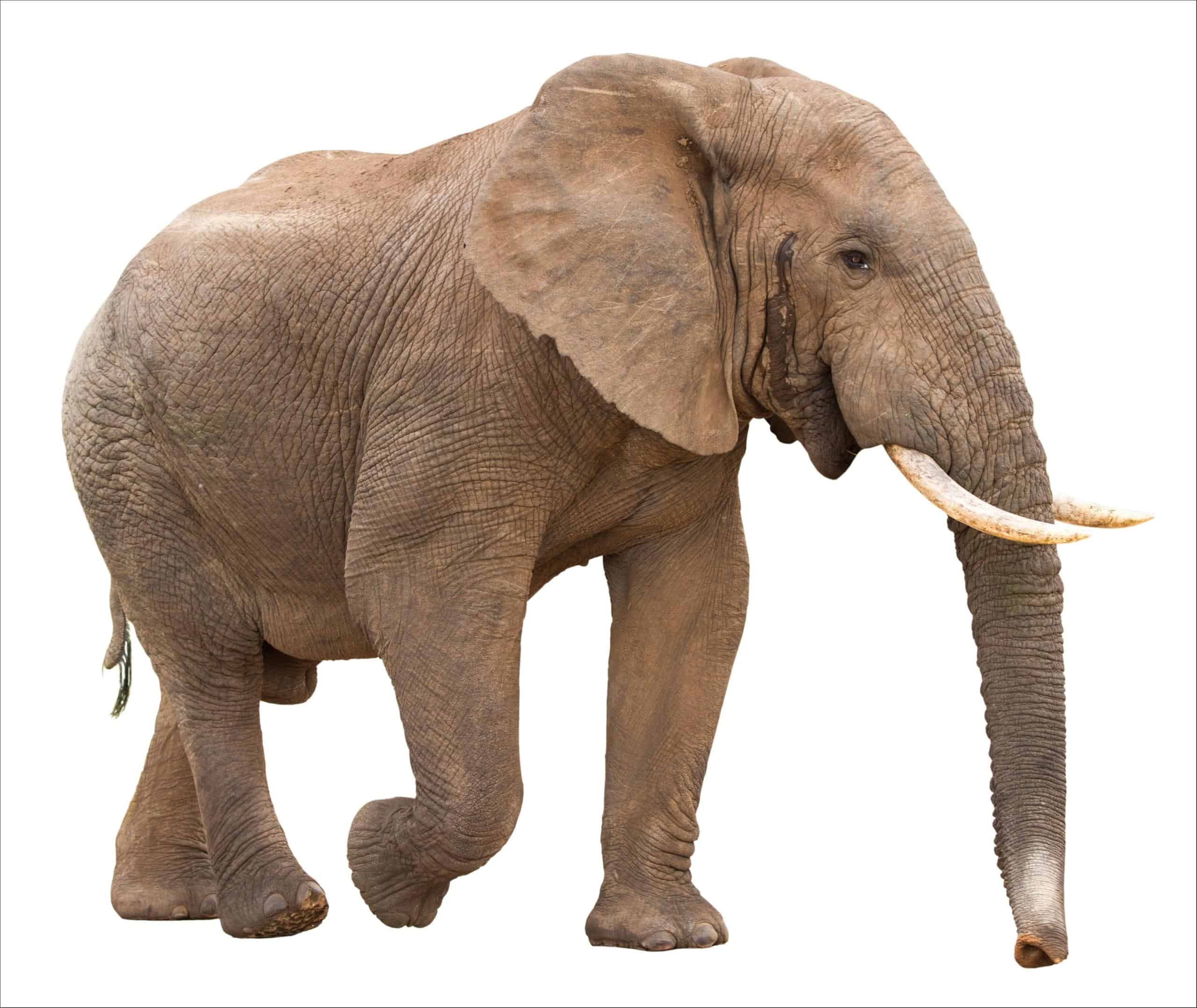 African Bush Elephant Pictures - AZ Animals