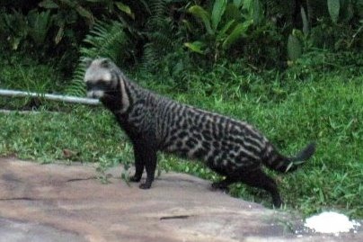 A civet in Gabon