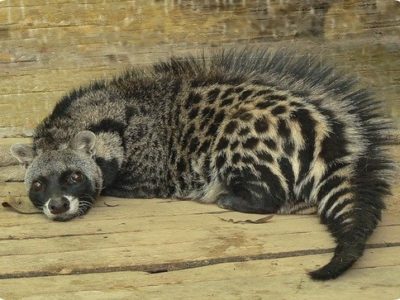 Slugs genetically accurate cats — Midnight (Eurasian badger)