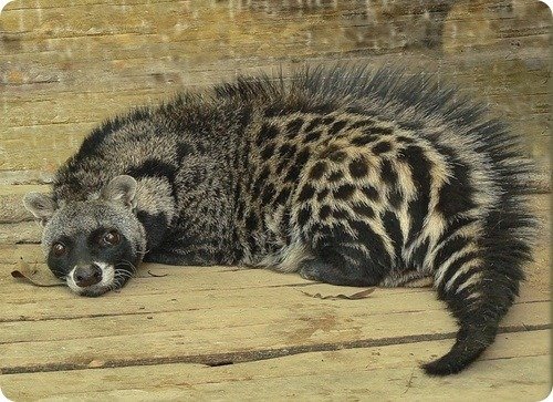 An African Civet