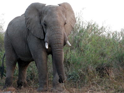 A Loxodonta cyclotis