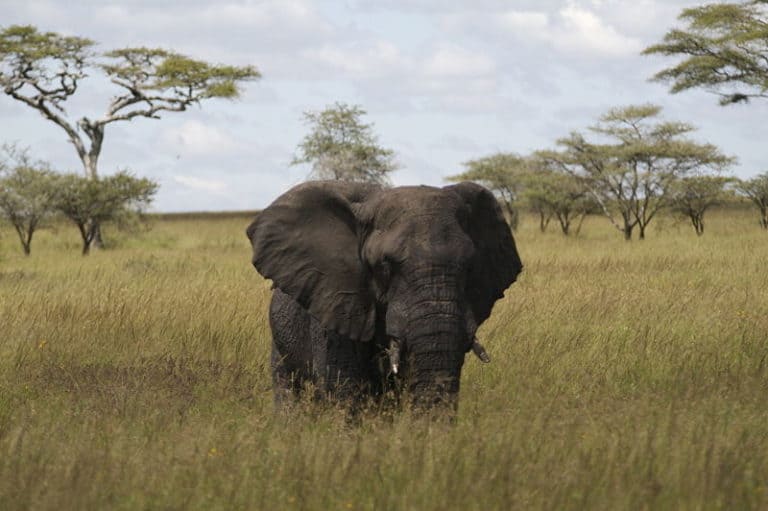Elephant Serengeti