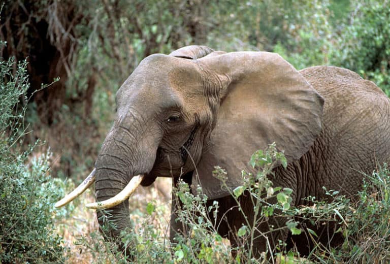 African elephant (Loxodonta africana) in Tanzania