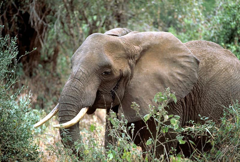 African Forest Elephant (Loxodonta cyclotis) | Incredible Facts | A-Z