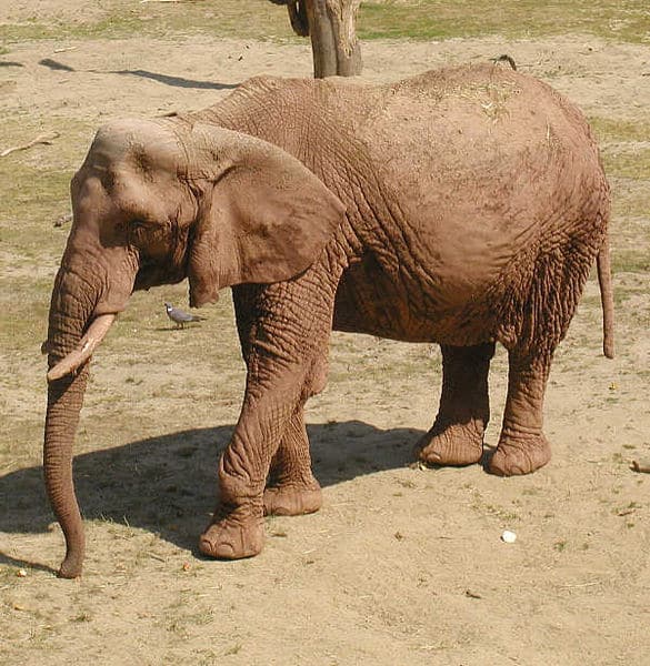 Picture 5 of 8 - African Forest Elephant (Loxodonta Cyclotis) Pictures