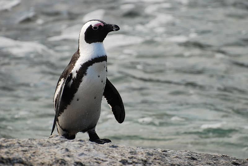 Image result for african penguins