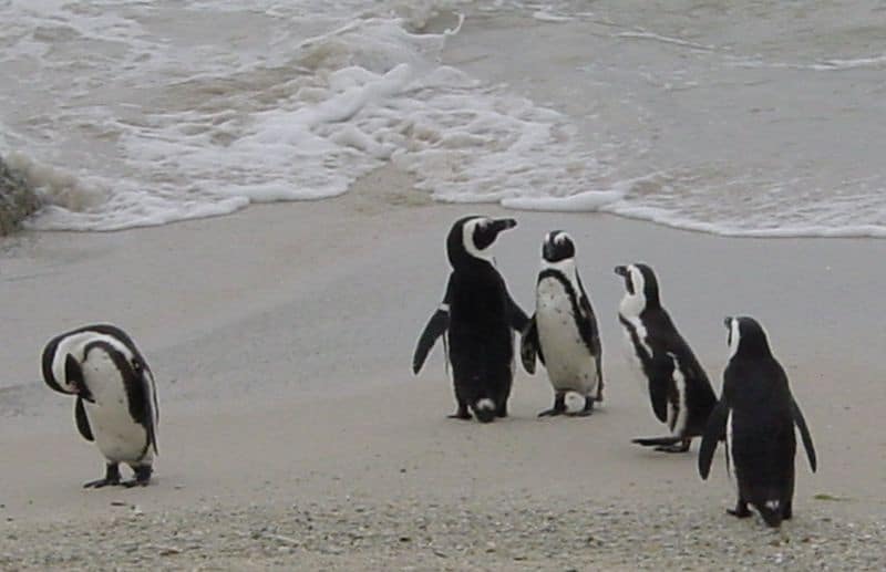 Five African penguins, four of them to the right in the frame and one toward the left standing in we sand near a body of water with some gentle waves.  The penguin on the left has its head hanging down. The other four penguins appear to waddling toward the water, which is drab.
