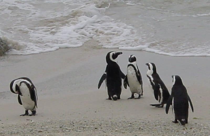 Five African penguins, four of them to the right in the frame and one toward the left.